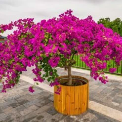 Barbara Karst Bougainvillea -Fruit Tree Shop Barbera Karst Bougainvillea 5 f4868c53 9510 4e18 9d90 9065f6de5bb5