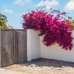 Barbara Karst Bougainvillea -Fruit Tree Shop Barbera Karst Bougainvillea 6 c383ecd8 4080 408c 9662 c67fa8114574
