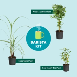 Sugar Cane -Fruit Tree Shop Barista Kit Graphic f298d41d 128a 4dc2 a461 78b7808929c2