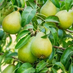 4-in-1 Pear Surprise Tree -Fruit Tree Shop Bartlett Pear 3 BB 91576d60 9115 4cb7 bed6 62a48929b5db