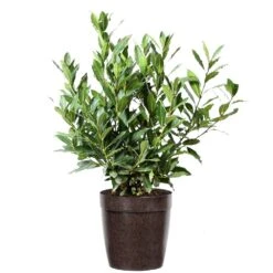 Bay Laurel -Fruit Tree Shop Bay Laurel 3G Delilah Brown pot