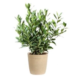 Bay Laurel -Fruit Tree Shop Bay Laurel 3G Delilah Tan pot