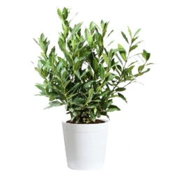 Bay Laurel -Fruit Tree Shop Bay Laurel 3G Delilah White pot