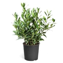 Bay Laurel -Fruit Tree Shop Bay Laurel 3G standard pot