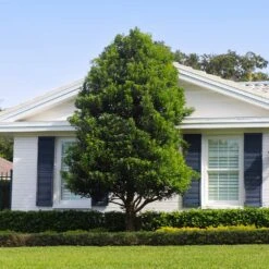 Bay Laurel - USDA Organic -Fruit Tree Shop Bay Laurel Shrub FGT 4