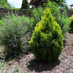 Berckman's Gold Arborvitae 8 Berckman's Gold Arborvitae -Fruit Tree Shop Berckmans Arborvitae 1 FGT