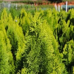 Berckman's Gold Arborvitae 9 Berckman's Gold Arborvitae -Fruit Tree Shop Berckmans Arborvitae 8