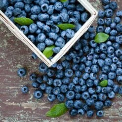 Biloxi Blueberry Bush 5 Biloxi Blueberry Bush -Fruit Tree Shop Biloxi Blueberry 1