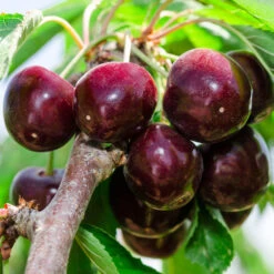 Cherry Pollinator Pack -Fruit Tree Shop Bing Cherry Tree 2 BB