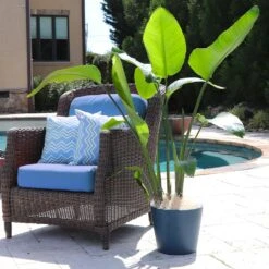 Bird Of Paradise - Orange -Fruit Tree Shop Bird of Paradise 5 FGT