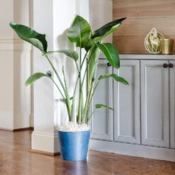 Bird Of Paradise - Orange -Fruit Tree Shop Bird of Paradise 9