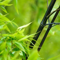 Black Bamboo -Fruit Tree Shop Black Bamboo 1 FGT