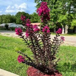 Black Diamond® Crape Myrtle - Mystic Magenta™ -Fruit Tree Shop Black Diamon Magestic magenta Crape Myrtle31