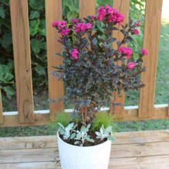 Black Diamond® Crape Myrtle - Mystic Magenta™ -Fruit Tree Shop Black Diamon Magestic magenta Crape Myrtle 1