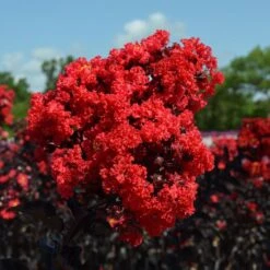 Black Diamond® Crape Myrtle - Best Red™ -Fruit Tree Shop Black Diamond Crape Myrtle 3 FGT