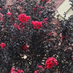 Black Diamond® Crape Myrtle - Best Red™ -Fruit Tree Shop Black Diamond Crape Myrtle 6 FGT