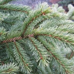 Black Hills Spruce Tree -Fruit Tree Shop Black Hills Spruce 6 FGT