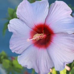 Summer Spice® Hardy Hibiscus Bleu Brulee™ -Fruit Tree Shop Bleu Brulee Hibiscus 1