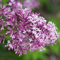 Bloomerang® Lilac Shrub -Fruit Tree Shop Bloomerang Lilac Shrub 5 FGT