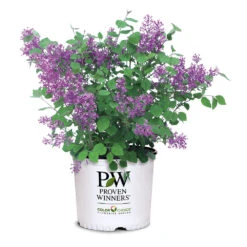 Bloomerang® Lilac Shrub -Fruit Tree Shop Bloomerang Lilac Shrub 7 3G