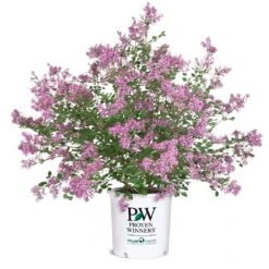 Bloomerang® Lilac Shrub -Fruit Tree Shop Bloomerang Lilac Shrub 8 5G