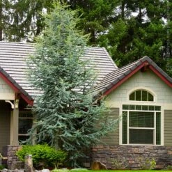 New Arrival -Fruit Tree Shop Blue Atlas Cedar 1