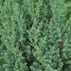 Blue Point Juniper -Fruit Tree Shop Blue Point Juniper 3