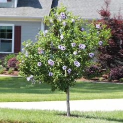 Azurri Blue Satin® Rose Of Sharon Althea Tree -Fruit Tree Shop Blue Satin Rose Of Sharon Tree 3 44946843 a3ea 4054 b02e a6db3052ceb9