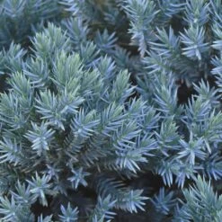 Blue Star Juniper Shrub -Fruit Tree Shop Blue Star Juniper 2