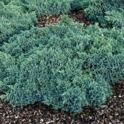 Blue Star Juniper Shrub -Fruit Tree Shop Blue Star Juniper 4