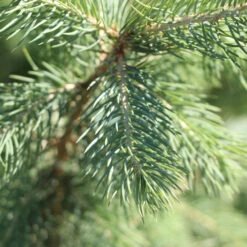 Blue Wonder Spruce Tree -Fruit Tree Shop Blue Wonder Spruce 3 FGT