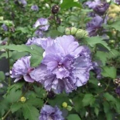 Blueberry Smoothieâ„¢ Rose Of Sharon Althea Tree