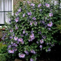 Bluebird Rose Of Sharon Hibiscus Shrub -Fruit Tree Shop Bluebird Hibiscus 2
