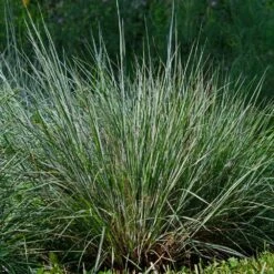Blues Little Bluestem Grass -Fruit Tree Shop Bluestem Grass The Blues 4