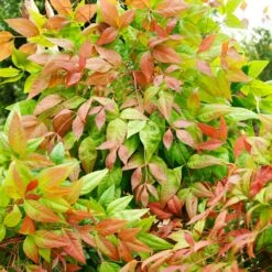 Blush Pink™ Nandina Shrub -Fruit Tree Shop Blush Pink Nandina FGT 6