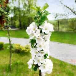 Blushing Delight™ Columnar Apple Tree -Fruit Tree Shop Blushing Delight Columnar Apple 3
