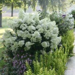 Bobo® Hydrangea Shrub -Fruit Tree Shop Bobo Hyrangea 2 FGT