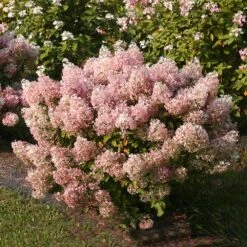 Bobo® Hydrangea Shrub -Fruit Tree Shop Bobo Hyrangea 4 FGT