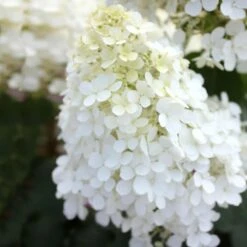 Bobo® Hydrangea Shrub -Fruit Tree Shop Bobo Hyrangea 5