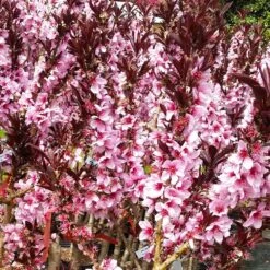 Bonfire Patio Peach Tree -Fruit Tree Shop Bonfire Peach 3 FGT