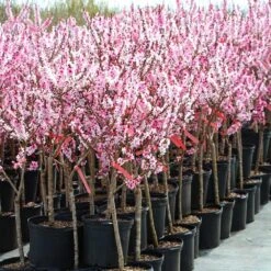 Bonfire Patio Peach Tree -Fruit Tree Shop Bonfire Peach 4