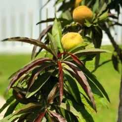 Bonfire Patio Peach Tree -Fruit Tree Shop Bonfire Peach 7 FGT