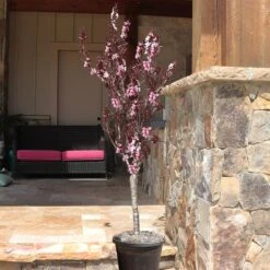 Bonfire Patio Peach Tree -Fruit Tree Shop Bonfire Peach 9