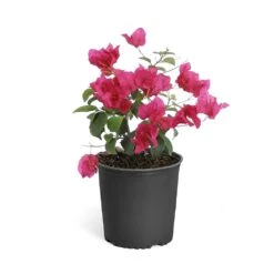 Barbara Karst Bougainvillea -Fruit Tree Shop Bougainvillea Barbera Karst 6inch 68480f0d df5e 4cb0 b8d1 912b64b1b5ce
