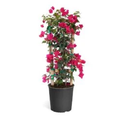 Barbara Karst Bougainvillea -Fruit Tree Shop Bougainvillea Barbera Karst Trellis c50b3fdc 836a 4431 b642 46324d3f2616