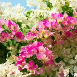Bi-Color Bougainvillea Tree -Fruit Tree Shop Bougainvillea Braided 1