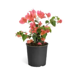 Sundown Orange Bougainvillea -Fruit Tree Shop Bougainvillea Sundown 6qt