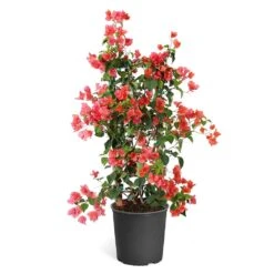 Sundown Orange Bougainvillea -Fruit Tree Shop Bougainvillea Sundown TR