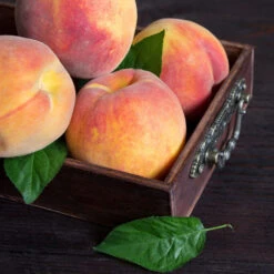 Bounty Peach Tree -Fruit Tree Shop Bounty Peach 3