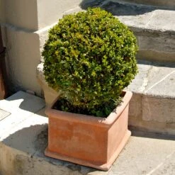 Titan Boxwood Shrub -Fruit Tree Shop Boxwood Titan 6